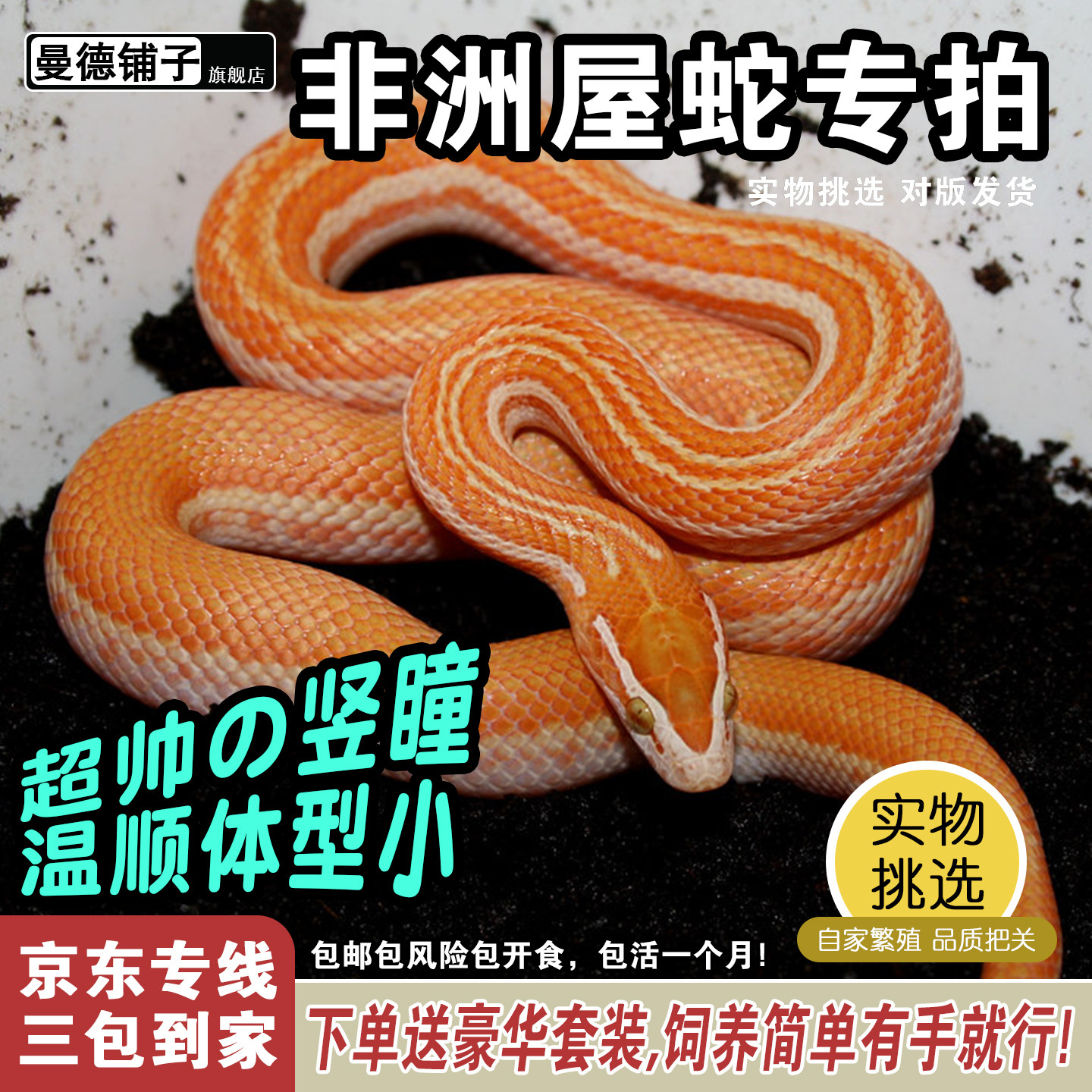 非洲屋蛇新手宠物蛇活体非玉米蛇黑王白娘娘黑屋绿屋红屋白化屋蛇