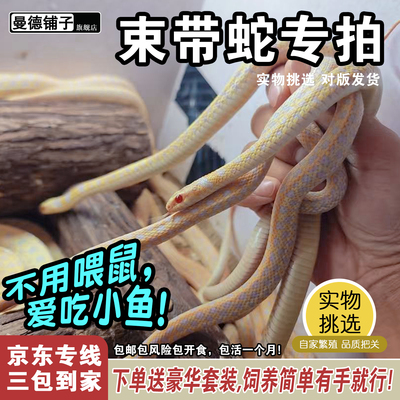 活体宠物蛇白化束带蛇小型吃鱼温顺不咬人的宠物蛇可群居混养