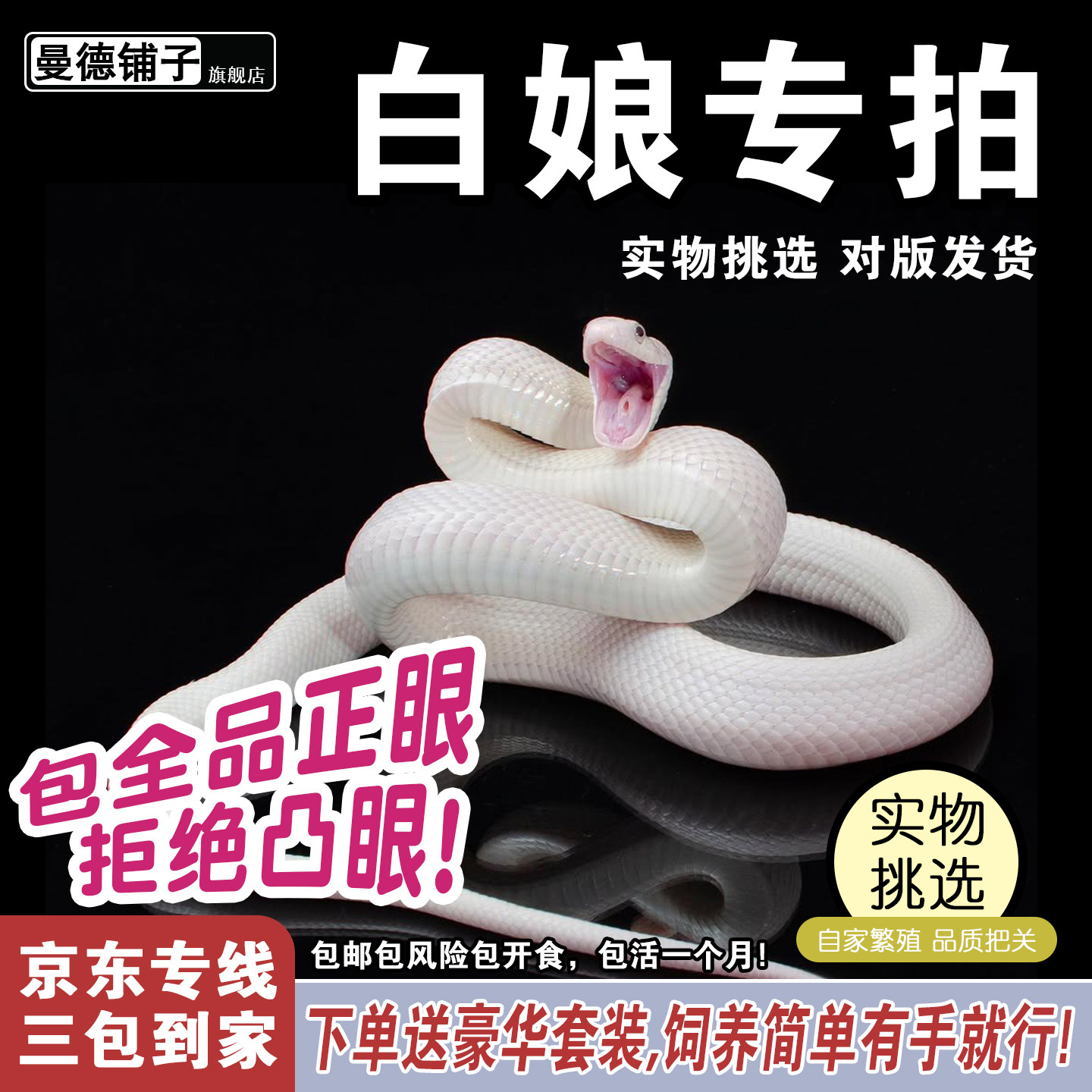 纯白色白娘子蛇活体宠物蛇