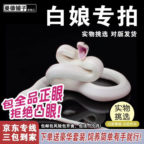 纯白色白娘子蛇活体宠物蛇