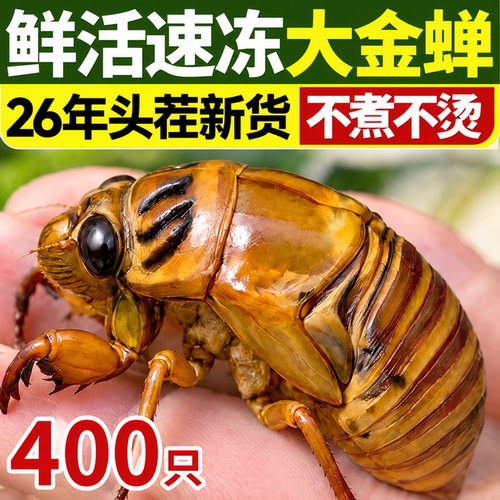 【亏本100单限时冲量】大知了猴