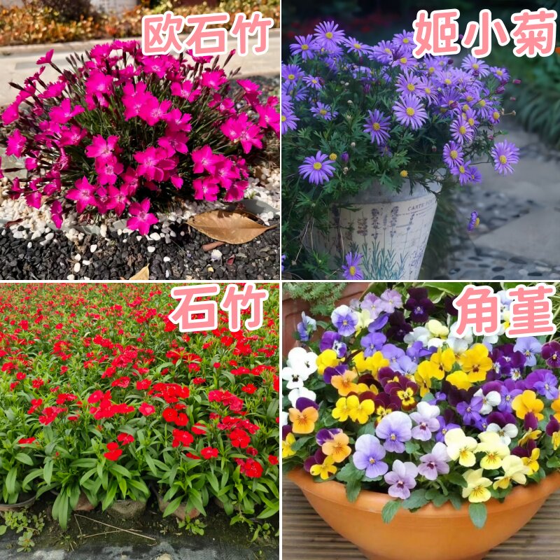 鑫和高杆石竹盆栽混色易活多年生