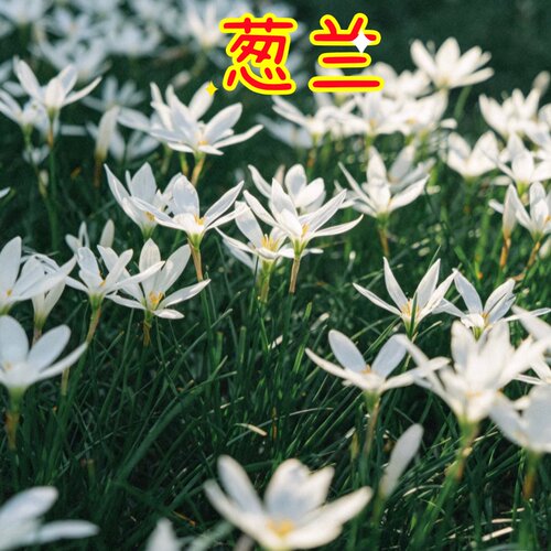 葱兰风雨兰种绿化工程耐热观赏草