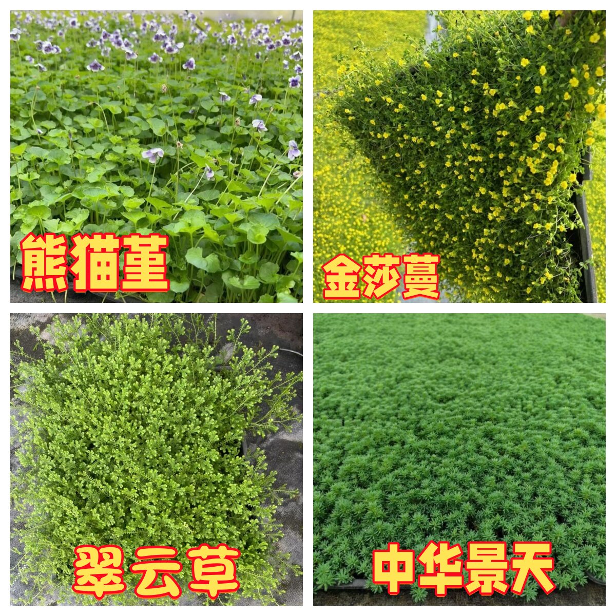 姬岩垂草耐旱观赏草坪地被植物