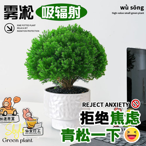 雾凇盆栽绿植放青松植物办公室桌面四季常青好养活室内工位小盆景