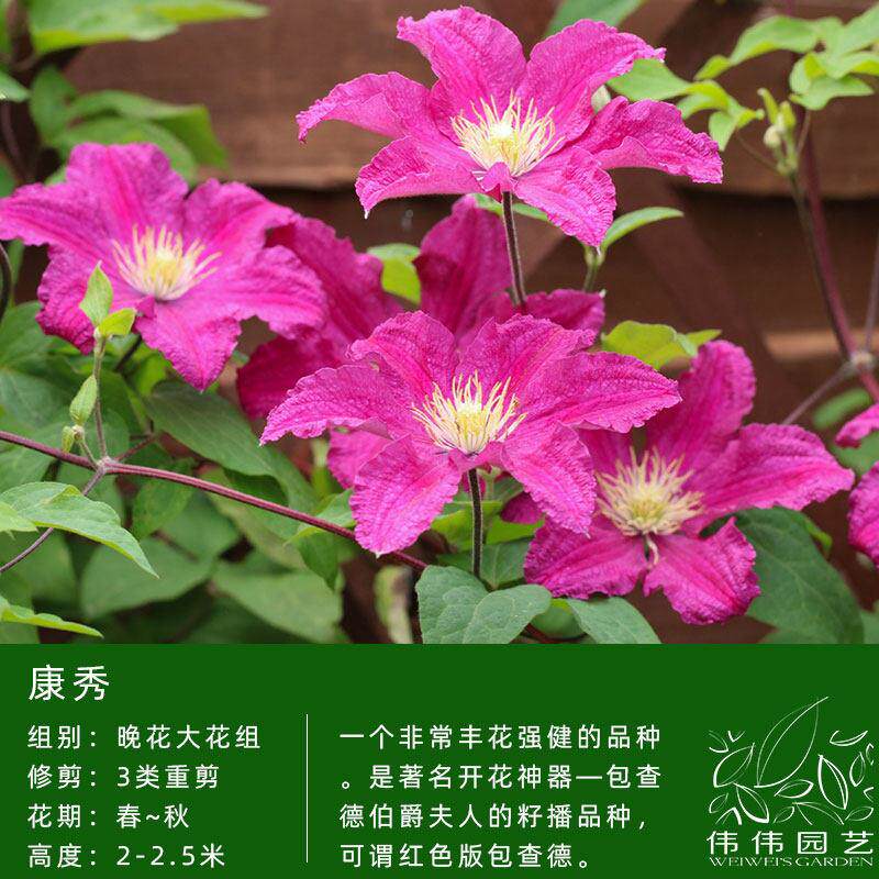 伟伟园攀VSD艺铁线莲康秀多花推荐强健花园阳台盆栽拱门援藤花卉