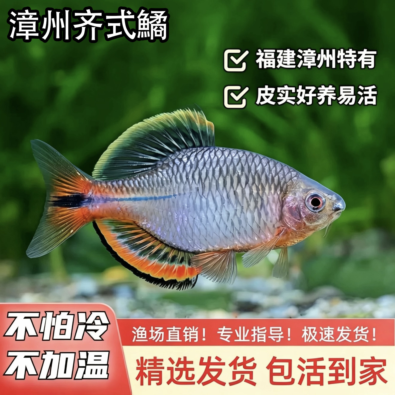 原生漳州泉州江西发色齐氏鱊白边鳑鲏冷水小型好养耐活新手溪流鱼