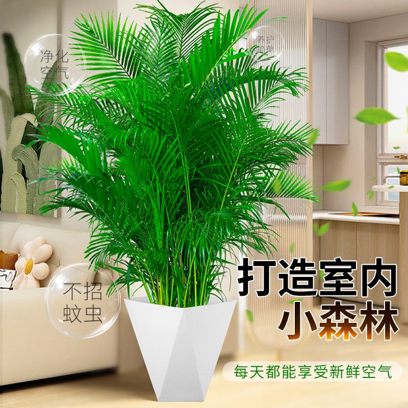 散尾葵植物盆栽客厅绿植室内大型办公室凤尾竹落地式禄植真花阳台