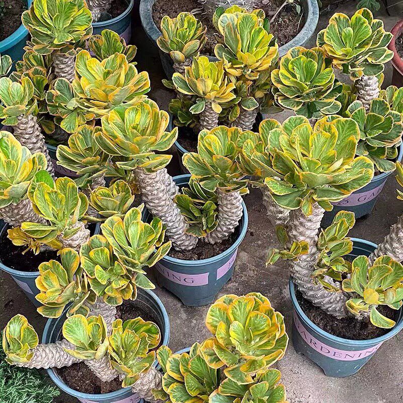 扇贝麒麟大型植物大戟科沙生类贝信麒麟多肉植物室外庭院阳台盆栽