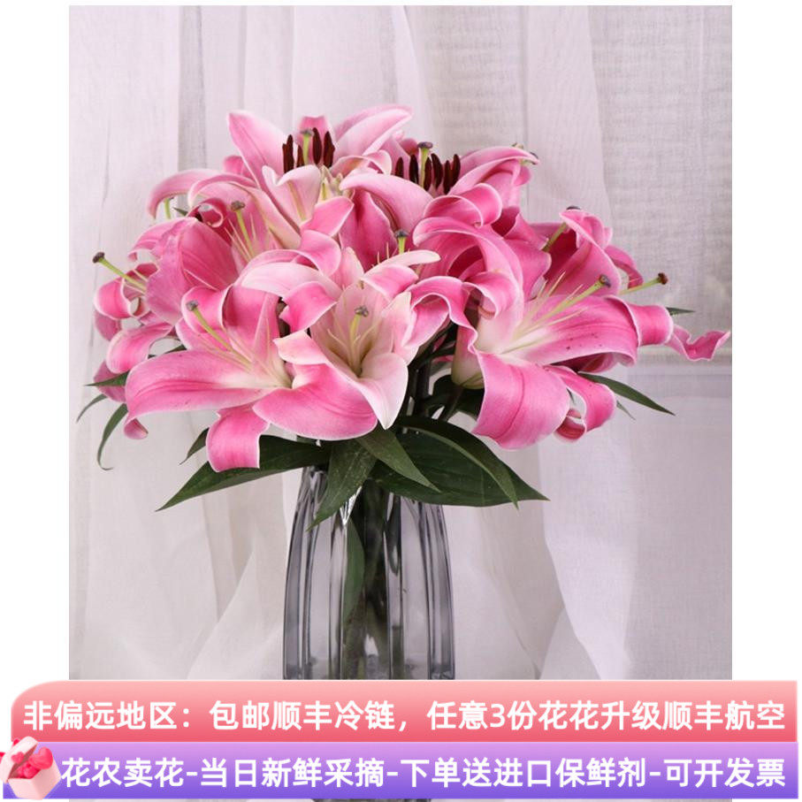 10支双头罗宾娜百合花鲜花斗南直发云南基地花卉花束客厅摆设绿植