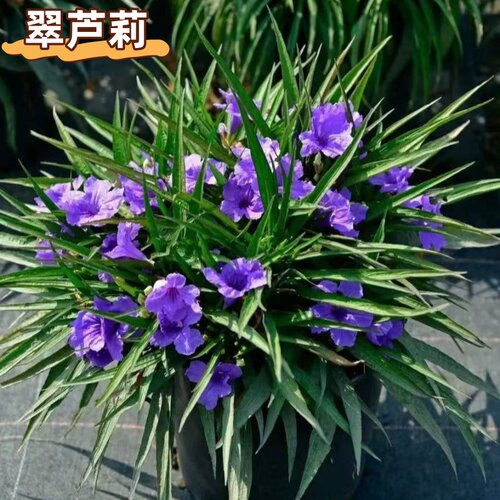 紫花翠芦莉花苗耐热耐阴室外绿化