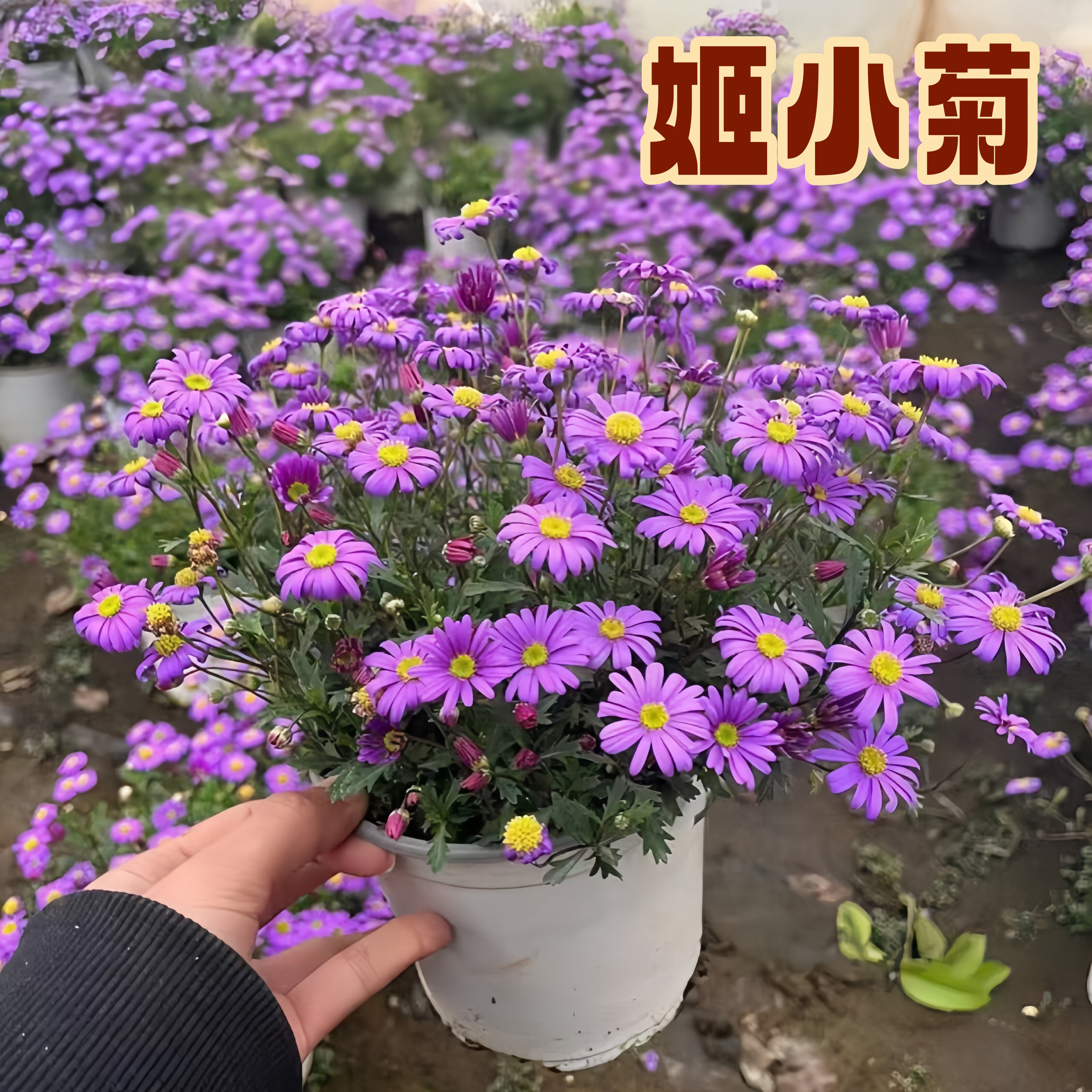 姬小菊盆栽小兔子角堇玛格丽特花苗高杆石竹花边花卉阳台植物好养图片