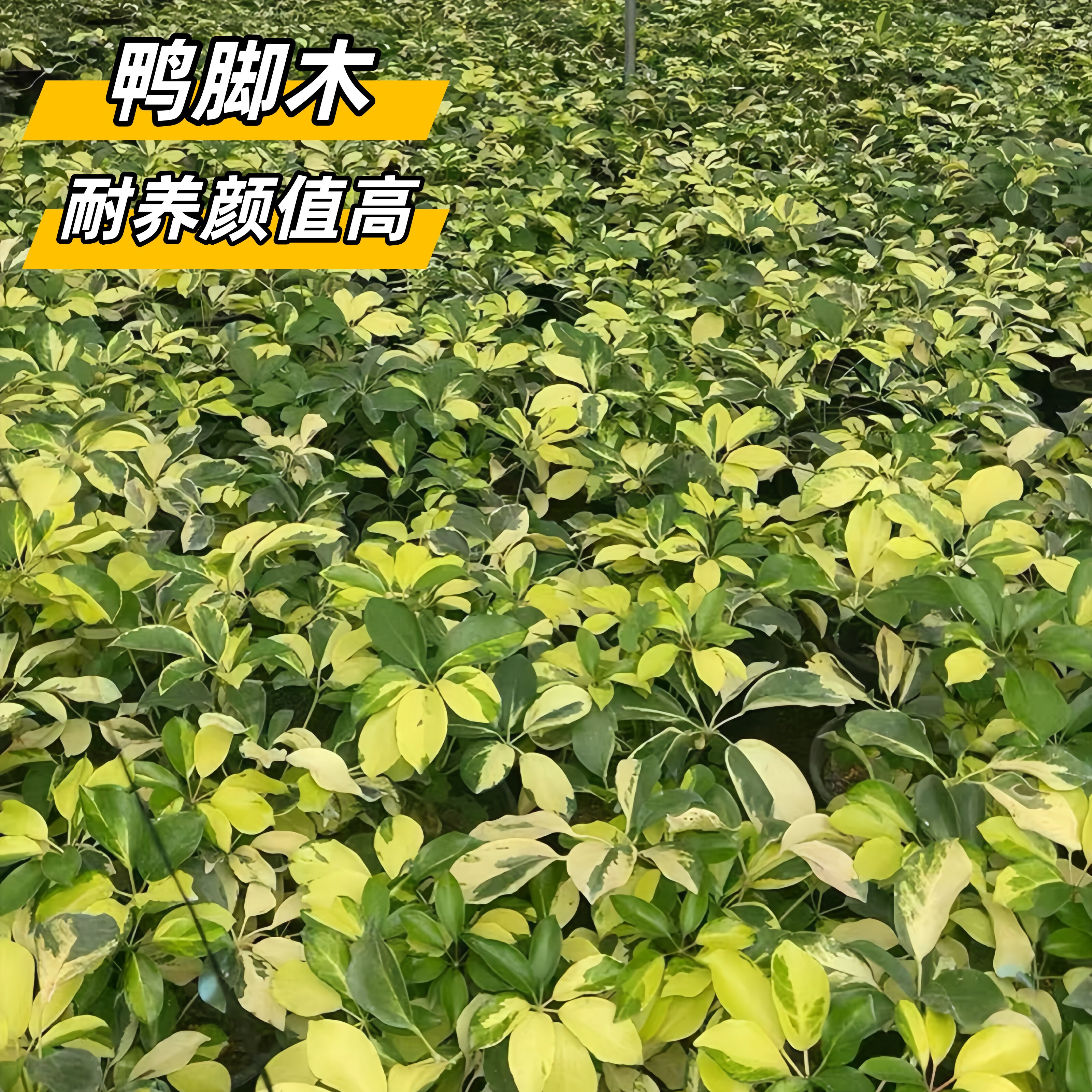 耐阴常绿鸭脚木小苗盆栽