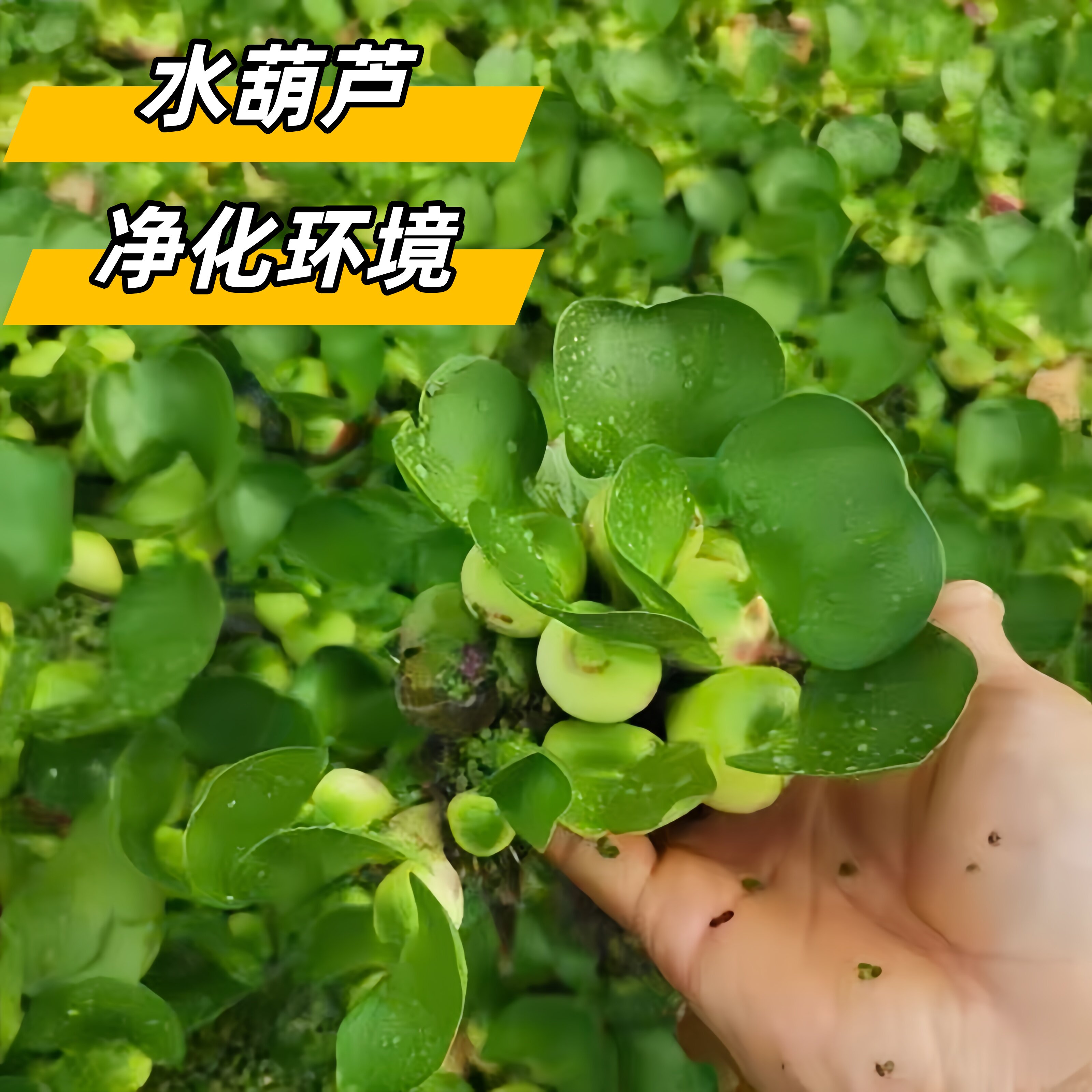 水芙蓉苗水葫芦水培植物水生植物水养草池塘鱼缸造景养殖净化水质