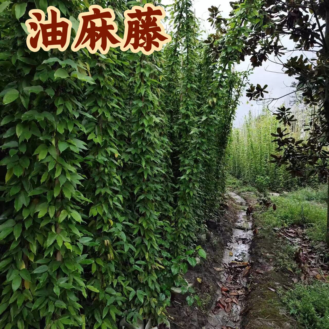 常绿油麻藤爬山虎树苗绿化