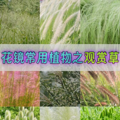 细叶芒狼尾草耐寒耐热观赏草盆栽