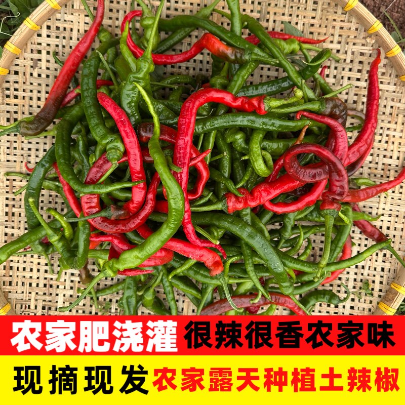 江西农家薄皮特辣辣椒现摘现发