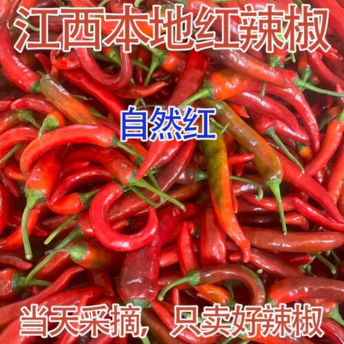 江西现摘新鲜大红尖椒