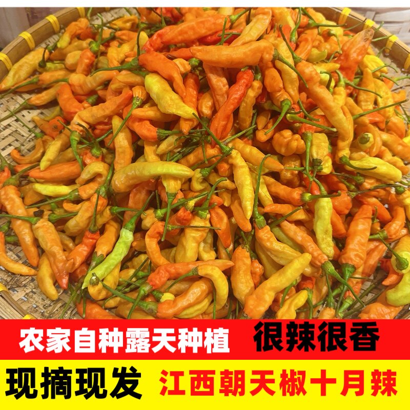 江西新鲜朝天椒野山椒十月辣农家辣椒