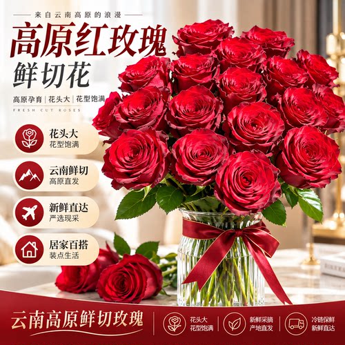 云南直发戴安娜玫瑰鲜切花次日达