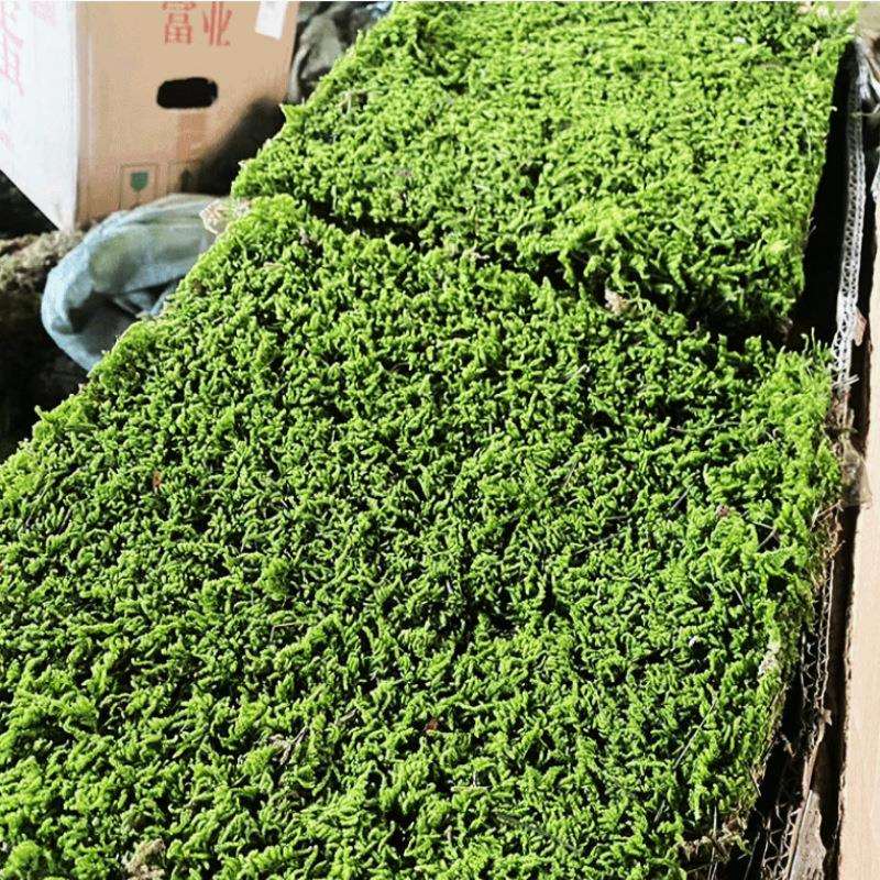 苔藓鲜活白发藓大灰藓青苔鲜生态瓶藓微景观草坪植物地毯庭院软装