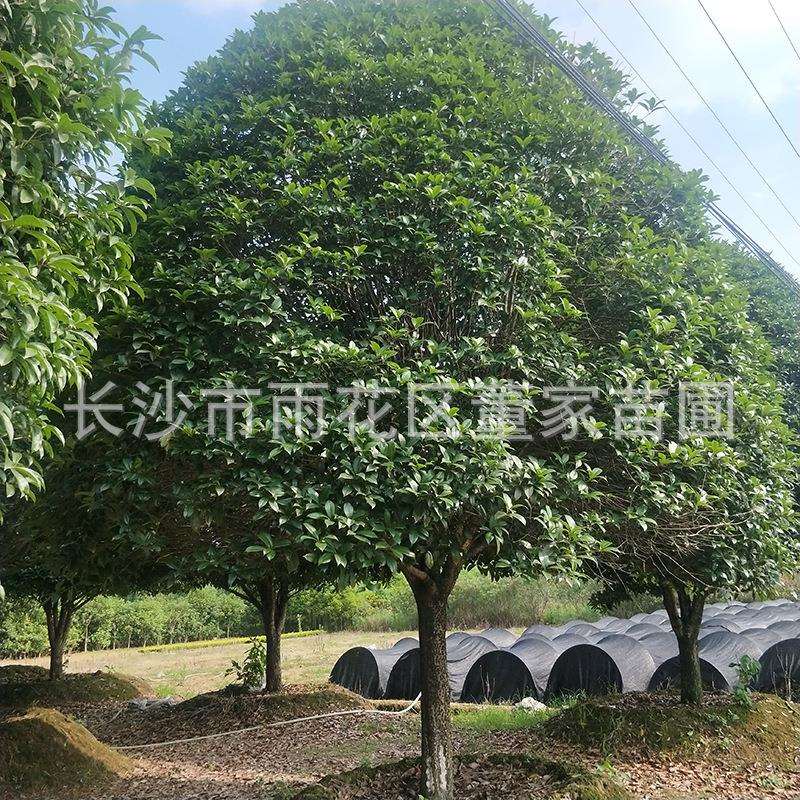 （桂花）桂花树 20公分金桂 八月桂 承接绿化工程桂花树种植
