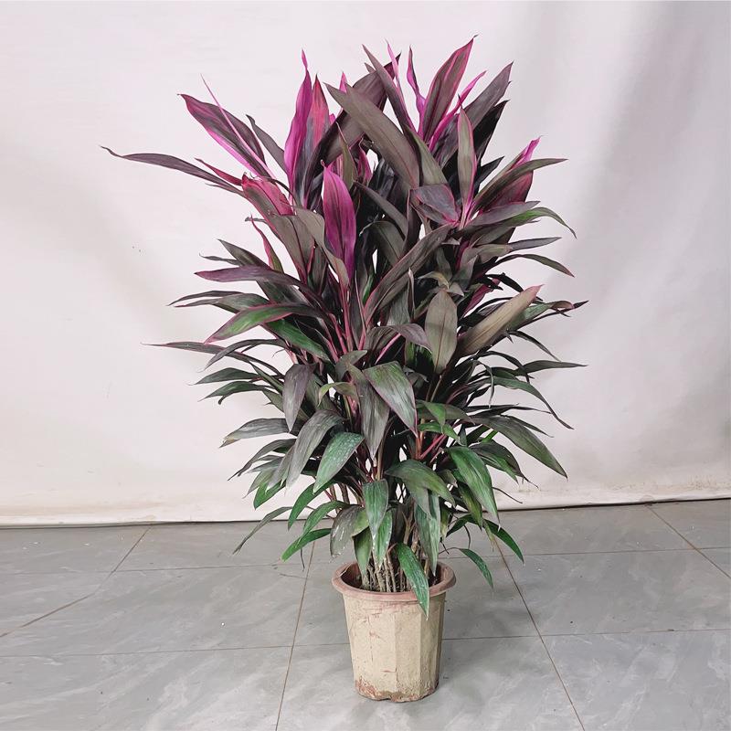 红叶朱蕉盆栽客厅除甲醛绿植大型室内好养活水培红叶铁植物