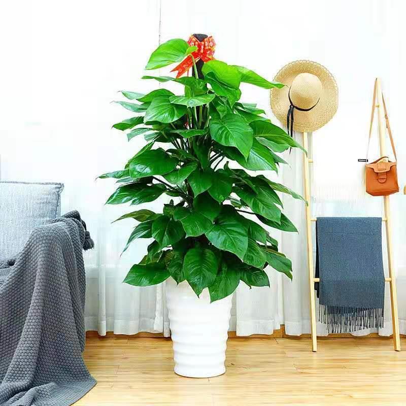 绿萝盆栽大叶绿萝柱大客厅绿植大盆景四季常青吸甲醛净化空气