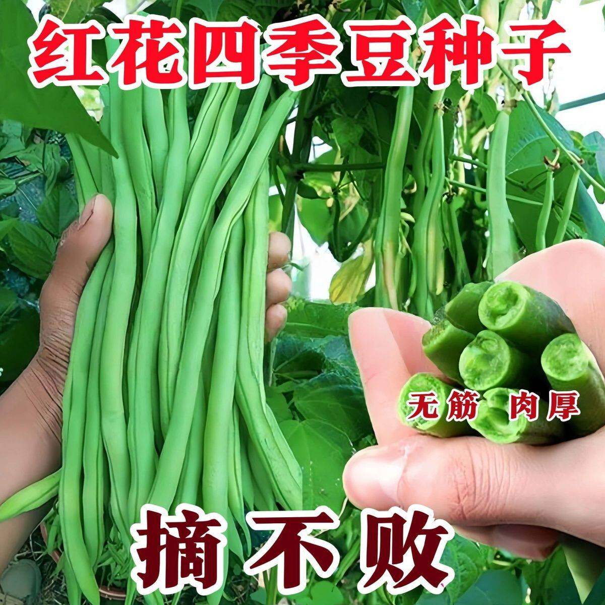 红花四季豆种子高产爬藤架豆春秋四季豆芸豆种2元包邮小商品88vip