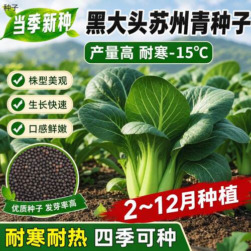 正宗黑甜糯黑大头黑种子