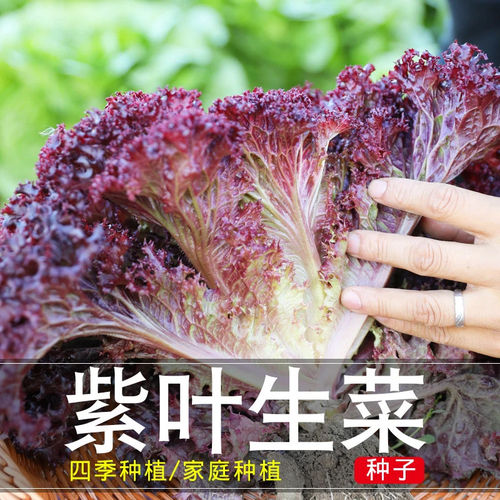 有机紫叶生菜种子四季可种耐寒