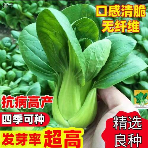 四季上海青种子白菜种籽