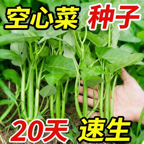 三叉空心菜种子四季耐寒水培