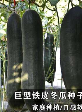 黑皮冬瓜种子特大高产可观赏