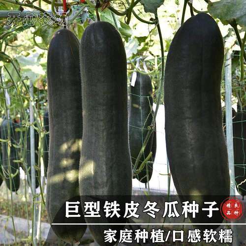 黑皮冬瓜种子特大高产可观赏