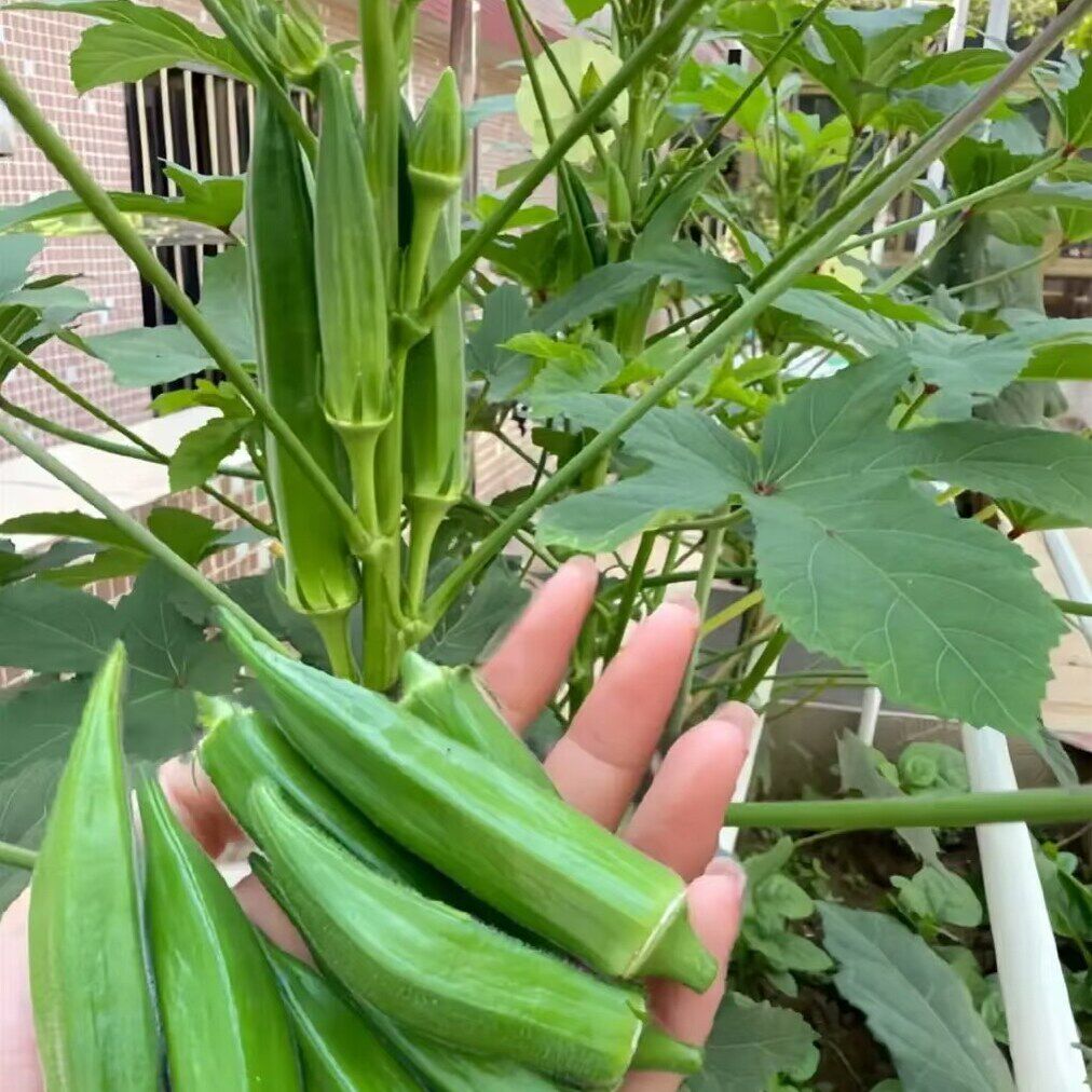 黄秋葵种子种籽苗高产水果四季红蔬菜种苗孑农2元包邮小商品88vip