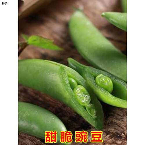 甜豌豆种子水果型脆可生
