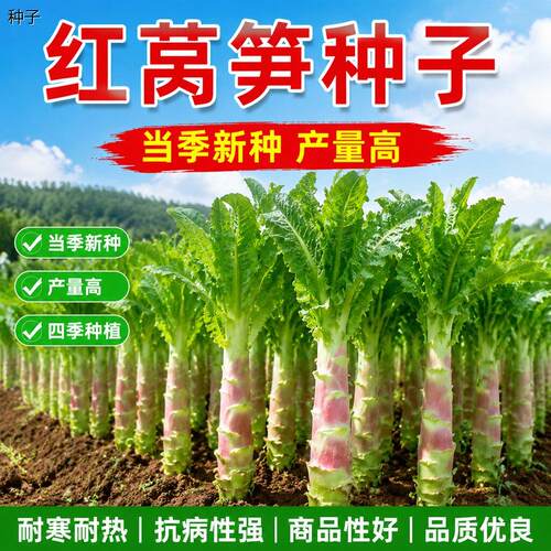 正宗红尖叶莴笋种子特大