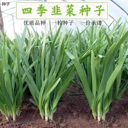 四季韭菜种子家庭园艺阳