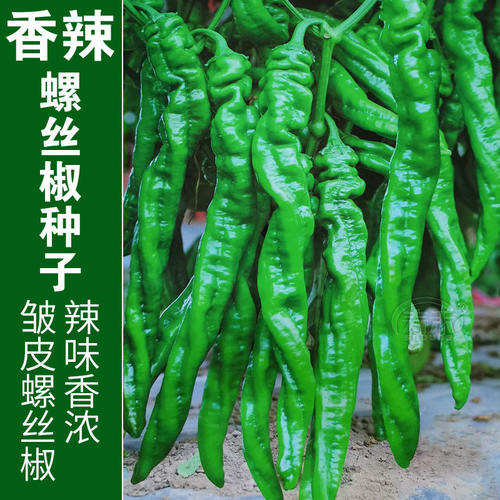 螺丝椒薄皮小米椒种子