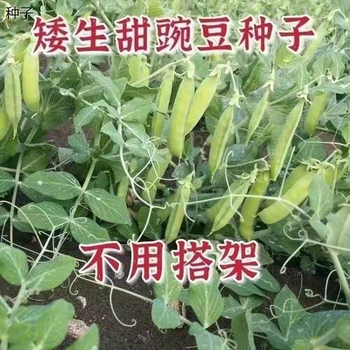 矮生不搭架甜豌豆种懒人