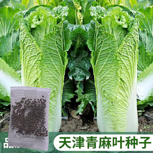 天津大青麻叶白菜种子四季播