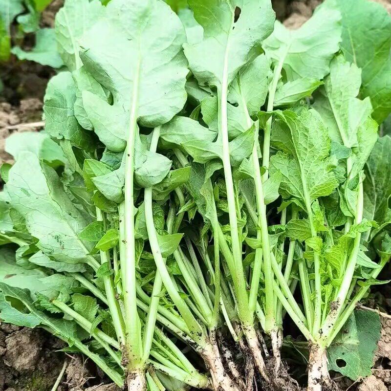 四季速生七天可吃萝卜苗萝卜菜种子阳台庭院水培菜蔬苗萝卜菜种籽