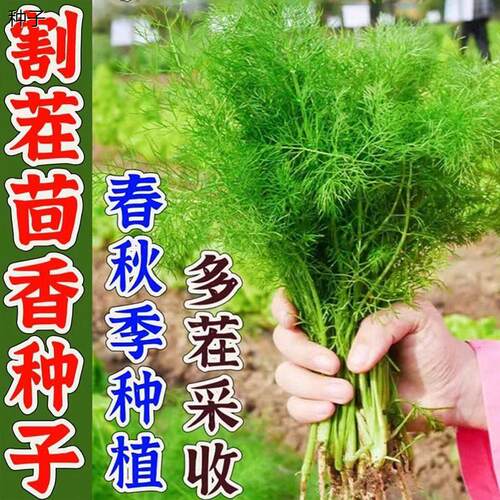 小茴香种子四季高产耐寒