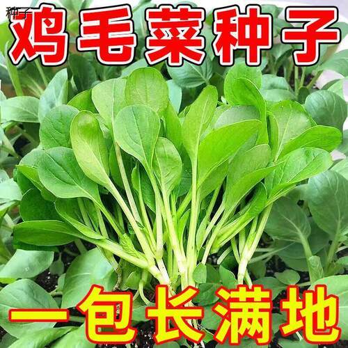全新鸡毛菜种子四季播种