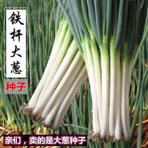 长白条大葱种子四季可种耐寒