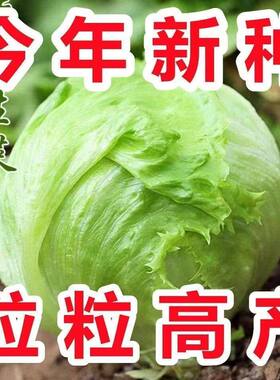 结球生菜种子奶油圆生菜西餐汉堡火锅用包心蔬2元包邮小商品88vip