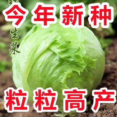 结球生菜种子奶油圆生菜火锅用