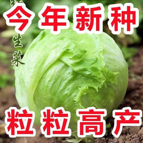 结球生菜种子奶油圆生菜火锅用