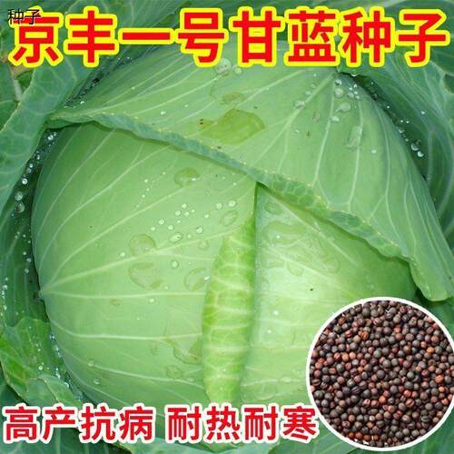 特大包心菜种子京丰一号